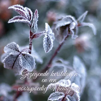 Kerstkaart gezegende kerstd roodgroene