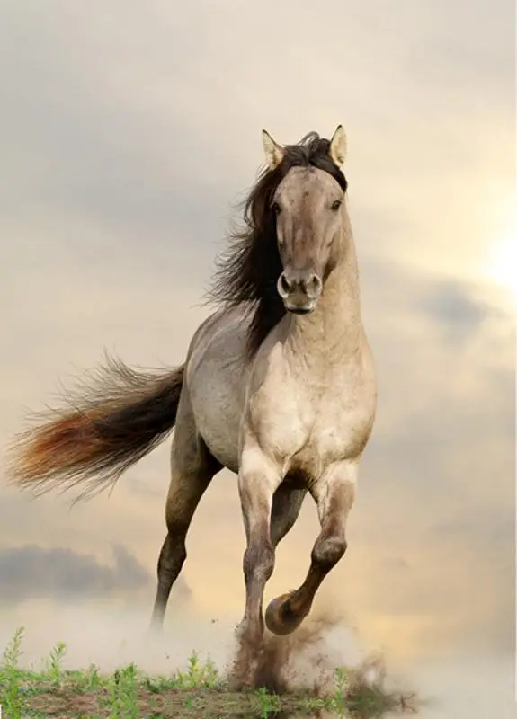 Notitieboek stardust