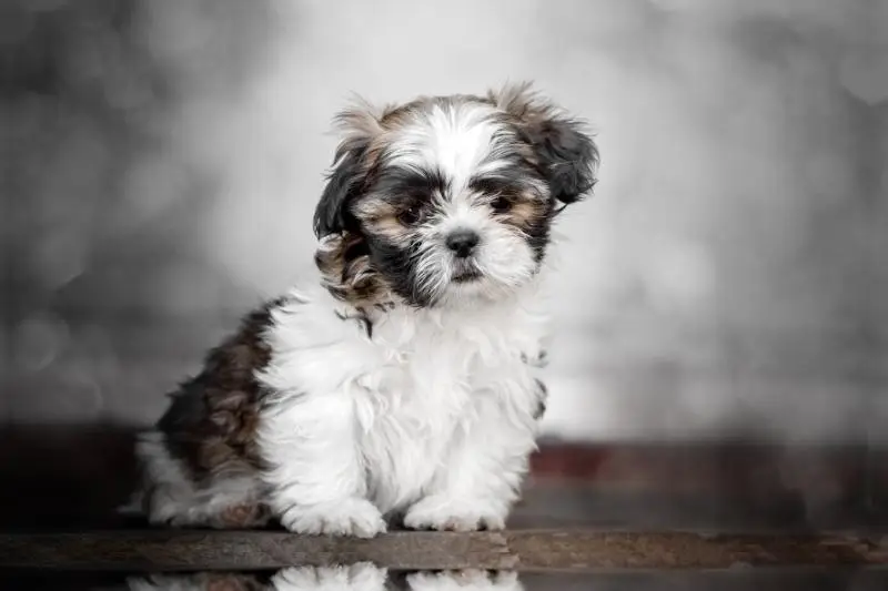 Teken-plak- en schrijfboek finn