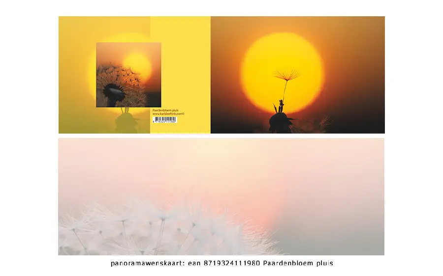 Panoramawenskaart paardenbloem pluis